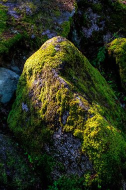 Almanya 'nın Kara Orman bölgesindeki Triberg' deki şelaleleri çevreleyen yemyeşil ormanlar