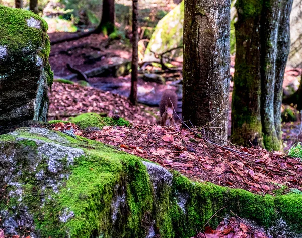 Écureuil Dans Forêt Triberg Forêt Noire Allemagne — Photo