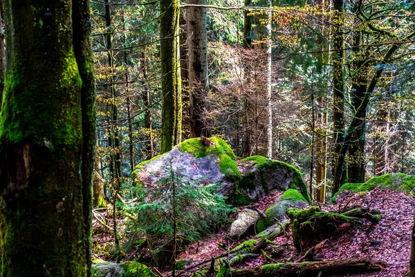 Пышные Леса Окружают Водопады Триберга Шварцвальде Германия — стоковое фото