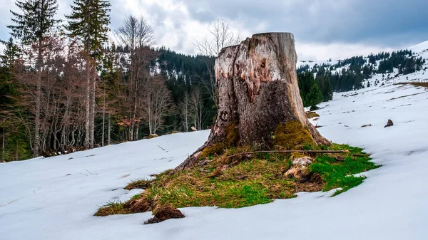 Enorme Muñón Ascenso Feldberg Selva Negra Alemania —  Fotos de Stock