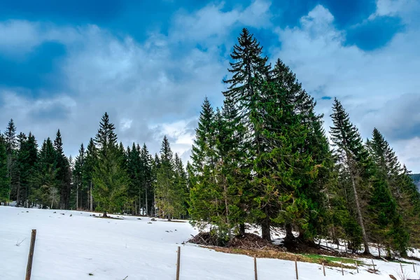 Kara Orman 'da Feldberg Dağı' nın inişinde köknar ağaçları olan karlı bir manzara.