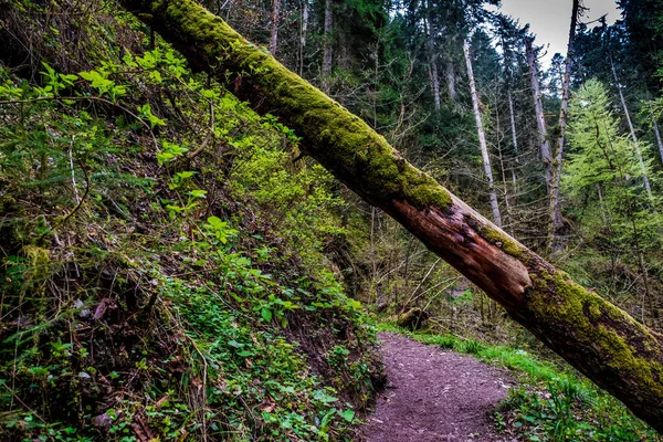 Sebuah Kayu Melintasi Jalan Hutan Black Forest Jerman — Stok Foto