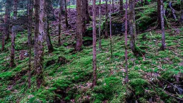 Vue Forêt Dans Forêt Noire Allemagne — Photo