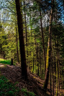 Almanya 'da, Kara Orman' daki orman manzarası