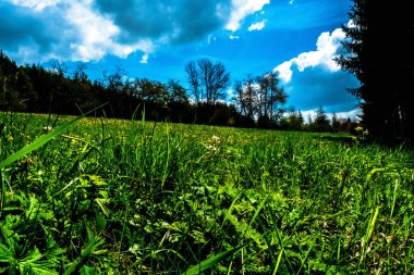 Almanya 'da, Kara Orman' daki orman manzarası