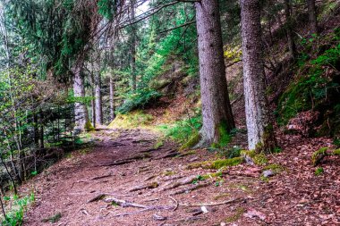 Almanya 'da, Kara Orman' daki orman manzarası