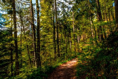 Almanya 'daki Kara Orman boyunca ormanlar ve şelaleler