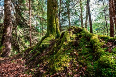 Almanya 'daki Kara Orman boyunca ormanlar ve şelaleler