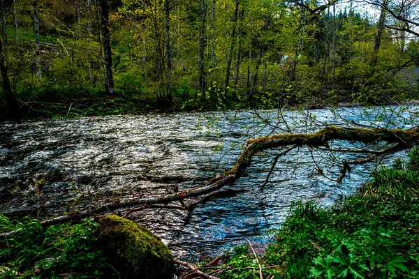 Леса Реки Водопады Всему Шварцвальду Германии — стоковое фото