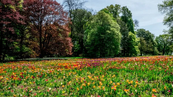 Forests Gardens Surrounding Schloss Dick Castle Germany — Foto Stock