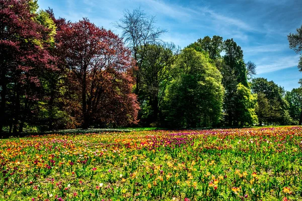 Forests Gardens Surrounding Schloss Dick Castle Germany — Fotografia de Stock