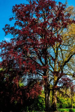 Almanya 'da Schloss Dyck' i çevreleyen orman