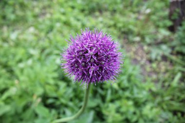 Soğan çiçeğinin ilk günü çiçek açar.