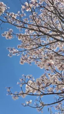 Video, mavi gökyüzüne karşı çok yapraklı beyaz bir ipe ağacını göstererek başlıyor..