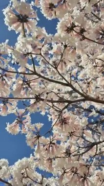 Arka planda mavi gökyüzü olan bir sürü çiçekli yapraklı beyaz bir sarmaşık görüntüsü.