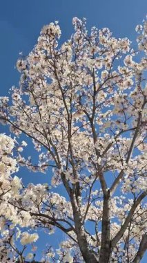 Video, ipe doğru yürür ve şehir caddesinde beyaz iplikler dizisini gösterir.