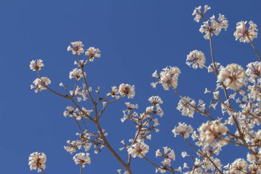 Arkasında mavi gökyüzü olan narin çiçeklerle dolu beyaz ipe dalları..