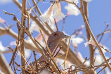 Bir yuvanın içindeki güvercin, mavi gökyüzü olan, çok çiçek açan beyaz bir sarmaşık ağacının dallarında..