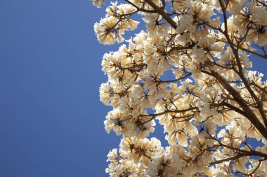 Birçok ipe dalları arka planda gökyüzü olan beyaz çiçek demetleriyle dolu.