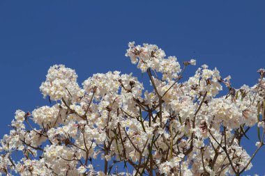  Birçok sarp ağaç dalları mavi gökyüzüne karşı beyaz çiçek kümeleriyle dolu. Yazmak için boşluk ile.
