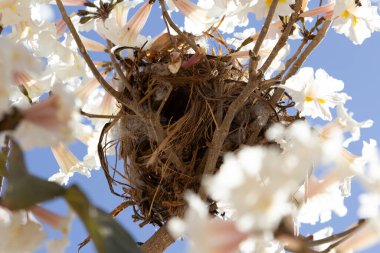 Arka planda mavi gökyüzü olan beyaz ipe ağacının dalına bir kuş yuvası inşa edilmiş..