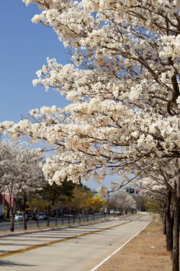 Çiçekli beyaz sarp ağaçlarıyla dolu bir cadde. Goiania 'daki Goias Norte Caddesi..