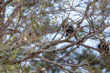 Siyah bir maymun ve açık renk saçlı bir ağaç dallarında tüneyen, hareket eden.