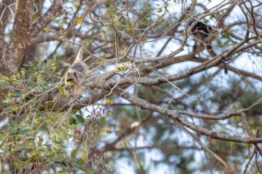 Siyah bir maymun ve açık renk saçlı bir ağaç dallarında tüneyen, hareket eden.
