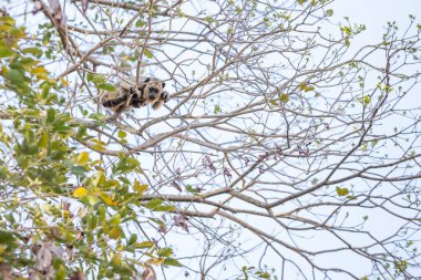 Sarı kürklü küçük bir maymun ipe ağacının dallarına tünemiş..
