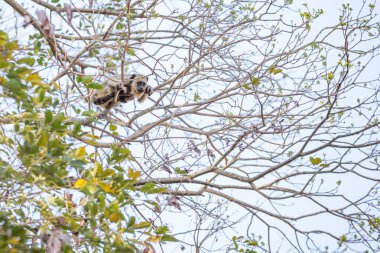 Sarı kürklü küçük bir maymun ipe ağacının dallarına tünemiş..