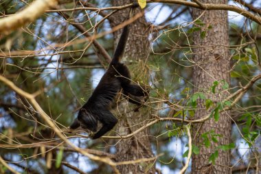 Siyah bir maymun bir ağacın dallarına tünemiş, hareket ediyor..