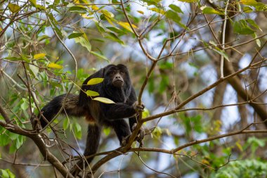 Bir ağacın dallarına tünemiş siyah bir maymun..