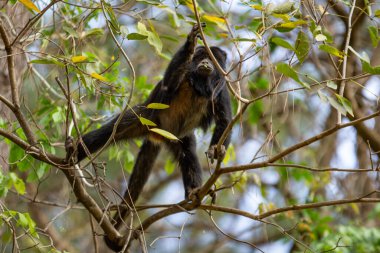 Bir ağacın dallarına tünemiş siyah bir maymun..