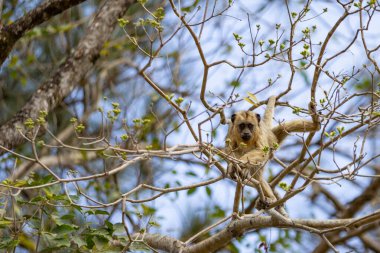 Sarı bir maymun sarmaşık ağacının dallarına tünemişti..