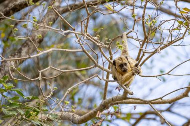 Ormandaki ağaç dallarında dinlenen küçük bir maymun..