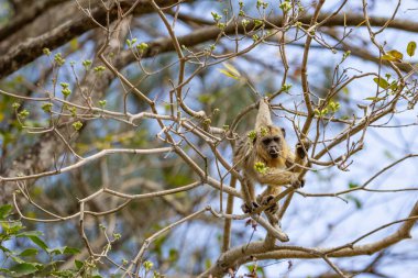 Ormandaki ağaç dallarında dinlenen küçük bir maymun..