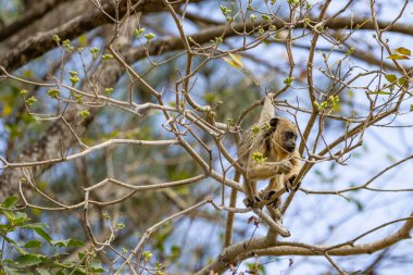 Ormandaki ağaç dallarında dinlenen küçük bir maymun..