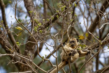 Bir ağacın dallarına tünemiş sarı bir maymun, az çiçekli bir sarmaşık..