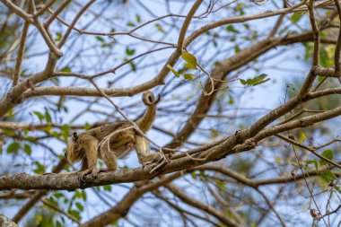 Ormandaki bir ağacın dalından sarkan bir maymun..