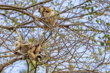 İki maymun ormandaki ipe dallarına tünemiş..