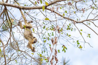 Küçük, sarı bir maymun sarp ağaç dallarında baş aşağı asılı, yiyecek çiçek tomurcukları arıyor..