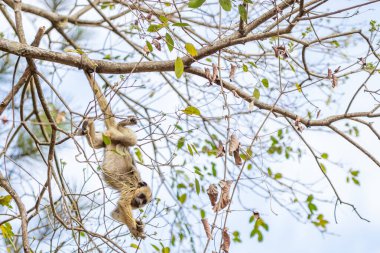 Küçük, sarı bir maymun sarp ağaç dallarında baş aşağı asılı, yiyecek çiçek tomurcukları arıyor..