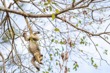 Küçük, sarı bir maymun sarp ağaç dallarında baş aşağı asılı, yiyecek çiçek tomurcukları arıyor..