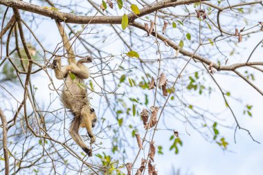Küçük, sarı bir maymun sarp ağaç dallarında baş aşağı asılı, yiyecek çiçek tomurcukları arıyor..
