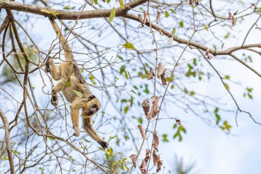 Küçük, sarı bir maymun sarp ağaç dallarında baş aşağı asılı, yiyecek çiçek tomurcukları arıyor..