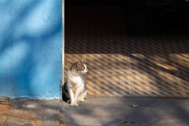 Garajın zemininde kapısı açık bir tekir kedi oturuyor..