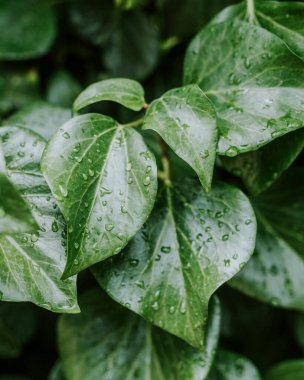 Yeşil yapraklı makronun üzerinde büyük, şeffaf yağmur suyu damlaları. Sabahları çiy damlaları güneşte parlar. Doğadaki güzel yaprak dokusu. Doğal arkaplan