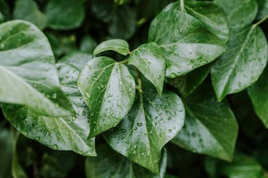 Yeşil yapraklı makronun üzerinde büyük, şeffaf yağmur suyu damlaları. Sabahları çiy damlaları güneşte parlar. Doğadaki güzel yaprak dokusu. Doğal arkaplan