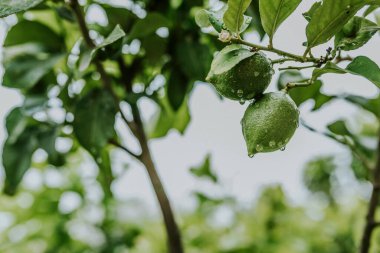 Yeşil limonlu makroda büyük, şeffaf yağmur suyu damlaları. Sabahları çiy damlaları güneşte parlar. Doğadaki güzel yaprak dokusu. Doğal arkaplan