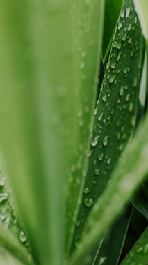 Yeşil yapraklı makronun üzerinde büyük, şeffaf yağmur suyu damlaları. Sabahları çiy damlaları güneşte parlar. Doğadaki güzel yaprak dokusu. Doğal arkaplan